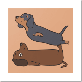 Acroyoga Dachshund Posters and Art